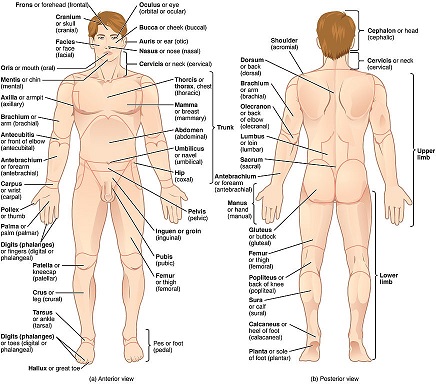 Regions of Human Body